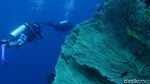 Menyelami Keindahan Bawah Laut Wakatobi