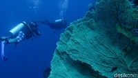 Wakatobi sendiri sudah masuk dalam cagar budaya UNESCO.   
