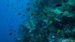 Menyelami Keindahan Bawah Laut Wakatobi