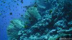 Menyelami Keindahan Bawah Laut Wakatobi