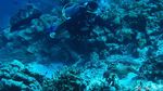 Menyelami Keindahan Bawah Laut Wakatobi