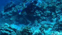 Salah satu spot di Wakatobi yang terkenal untuk menyelam adalah Sombu Jetty. Di lokasi ini terumbu karang yang indah berwarna-warni berada didinding vertikal dengan kedalaman 20 hingga 50 meter.   