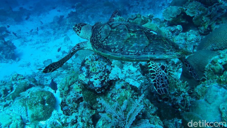 Menyelami Keindahan Bawah Laut Wakatobi Wisatawan melalukan aktivitas menyelam di Sombu Jetty, Pulau Wangi Wangi, Wakatobi, Sulawesi Tenggara.