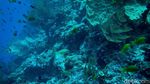 Menyelami Keindahan Bawah Laut Wakatobi