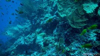 Selama menyelam dapat melihat berbagai jenis terumbu karang dan biota laut.