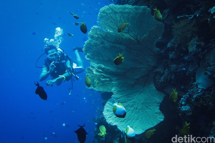 Wisatawan melalukan aktivitas menyelam di Sombu Jetty, Pulau Wangi Wangi, Wakatobi, Sulawesi Tenggara.
