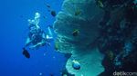 Menyelami Keindahan Bawah Laut Wakatobi