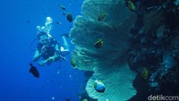 Wisatawan melalukan aktivitas menyelam di Sombu Jetty, Pulau Wangi Wangi, Wakatobi, Sulawesi Tenggara.   