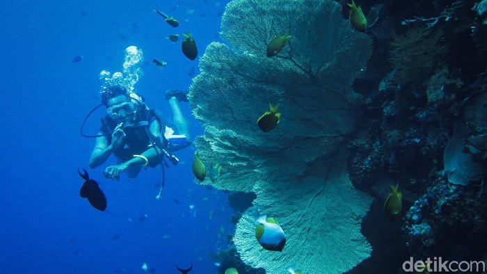 Wisatawan melalukan aktivitas menyelam di Sombu Jetty, Pulau Wangi Wangi, Wakatobi, Sulawesi Tenggara.