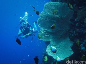Indahnya Wisata Alam di Wakatobi, Hidden Gem buat Healing & Nyantai