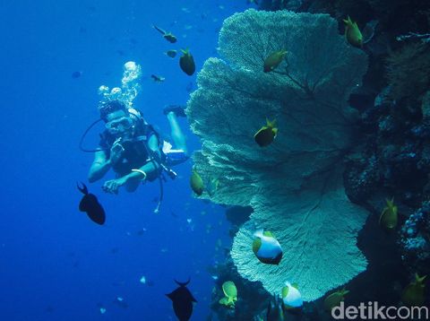 Wisatawan melalukan aktivitas menyelam di Sombu Jetty, Pulau Wangi Wangi, Wakatobi, Sulawesi Tenggara.