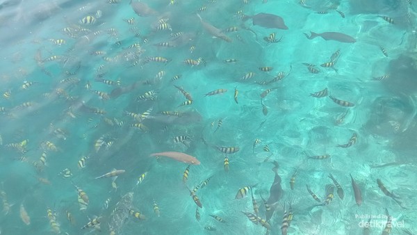 Ribuan ikan bermain dan bisa dilihat dengan mata telanjang