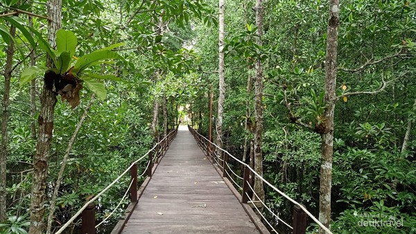 Hutan bakau yang sangat terawat dan berumur puluhan hingga ratusan tahun