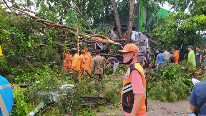 Petugas Evakuasi Pohon Tumbang di Cirebon