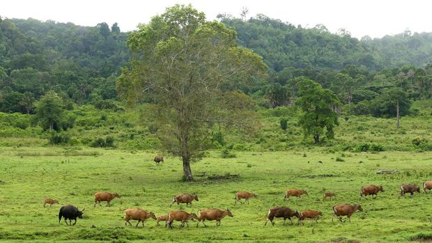 Banteng Jawa (bos javanicus) berada di padang savana Sadengan, Taman Nasional Alas Purwo, Banyuwangi, Jawa Timur, Sabtu (4/12/2021). Hasil pengamatan petugas dalam beberapa bulan terakhir sebanyak 128 ekor banteng jawa terpantau di savana Sadengan setiap harinya atau populasinya meningkat dari sebelumnya hanya 70 ekor. ANTARA FOTO/Budi Candra Setya/aww.