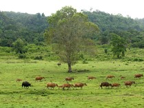 Cagar Biosfer Blambangan, Kawasan Konservasi UNESCO di Jatim