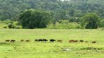 Populasi Banteng Jawa di Taman Nasional Alas Purwo Meningkat