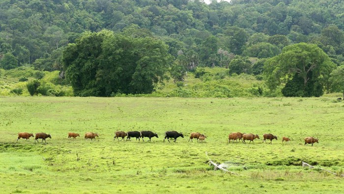 POPULASI BANTENG JAWA MENINGKAT Banteng Jawa (bos javanicus) berada di padang savana Sadengan, Taman Nasional Alas Purwo, Banyuwangi, Jawa Timur, Sabtu (4/12/2021). Hasil pengamatan petugas dalam beberapa bulan terakhir sebanyak 128 ekor banteng jawa terpantau di savana Sadengan setiap harinya atau populasinya meningkat dari sebelumnya hanya 70 ekor. ANTARA FOTO/Budi Candra Setya/aww.