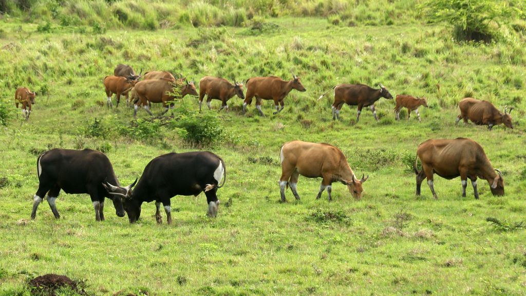 Banteng Jawa (bos javanicus) berada di padang savana Sadengan, Taman Nasional Alas Purwo, Banyuwangi, Jawa Timur, Sabtu (4/12/2021). Hasil pengamatan petugas dalam beberapa bulan terakhir sebanyak 128 ekor banteng jawa terpantau di savana Sadengan setiap harinya atau populasinya meningkat dari sebelumnya hanya 70 ekor. ANTARA FOTO/Budi Candra Setya/aww.