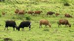 Populasi Banteng Jawa di Taman Nasional Alas Purwo Meningkat