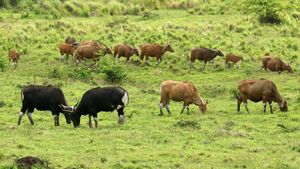 Populasi Banteng Jawa di Taman Nasional Alas Purwo Meningkat