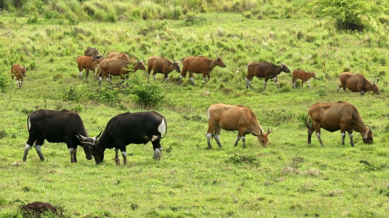 POPULASI BANTENG JAWA MENINGKAT Banteng Jawa (bos javanicus) berada di padang savana Sadengan, Taman Nasional Alas Purwo, Banyuwangi, Jawa Timur, Sabtu (4/12/2021). Hasil pengamatan petugas dalam beberapa bulan terakhir sebanyak 128 ekor banteng jawa terpantau di savana Sadengan setiap harinya atau populasinya meningkat dari sebelumnya hanya 70 ekor. ANTARA FOTO/Budi Candra Setya/aww.
