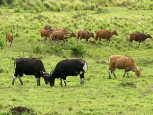 Tak Cuma Domba, Garut juga Punya Banteng tapi Sudah Punah