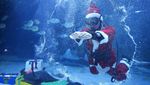 Sambut Natal, Sinterklas Berenang Bareng Ribuan Ikan di Korsel