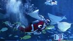 Sambut Natal, Sinterklas Berenang Bareng Ribuan Ikan di Korsel