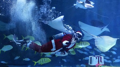 Sambut Natal, Sinterklas Berenang Bareng Ribuan Ikan di Korsel