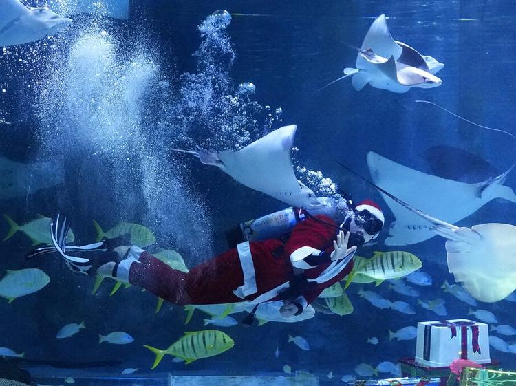 Sambut Natal, Sinterklas Berenang Bareng Ribuan Ikan di Korsel