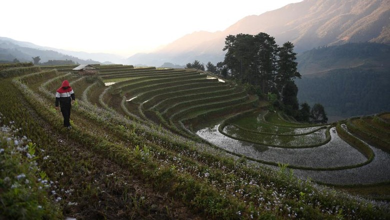 An ethnic Hmong man walks on a terraced rice field in northern Yen Bai province on November 28, 2021. (Photo by Nhac NGUYEN / AFP)
