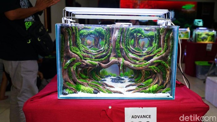 aquascape banyuwangi
