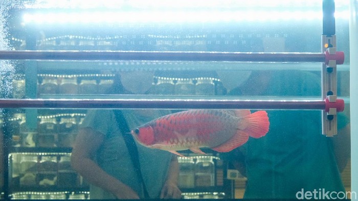 Pusat Perbelanjaan di Tangerang Selatan menggelar pameran ikan hias. Acara ini berlangsung sampai hari ini lho.