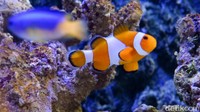 Terdapat ikan badut juga yang habitat aslinya di laut.  