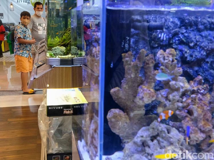 Asyiknya Cuci Mata di Festival Ikan Hias Tangsel