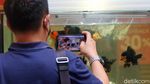 Asyiknya Cuci Mata di Festival Ikan Hias Tangsel
