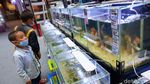Asyiknya Cuci Mata di Festival Ikan Hias Tangsel