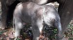 5 Potret Menggemaskan Anak Gajah yang Lahir di Taman Nasional Tesso Nilo