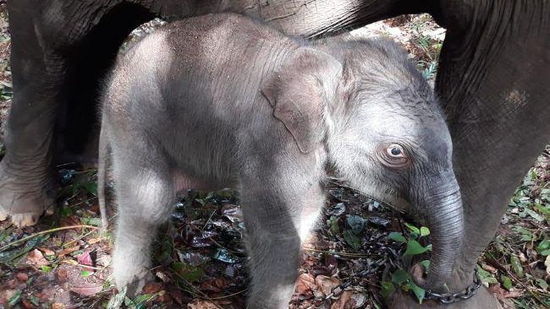 Bayi gajah di Taman Nasional Tesso Nilo Bayi gajah di Taman Nasional Tesso Nilo