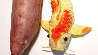 Menggunakan sebuah ubi jalar, Takeshiro berhasil membuat ukiran ikan koi. Ia bahkan membuatnya dengan sangat detail. Bagian sisik, sirip dan mata ikan tampak nyata.  Foto: Instagram @gakugakugakugaku1