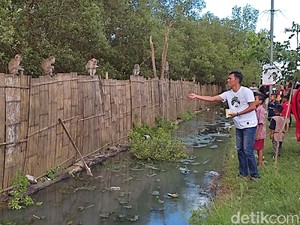 Habitatnya Diduga Rusak, Kawanan Monyet Berkeliaran di Jalan Tanjung Lesung