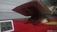 Al-Quran itu kini tersimpan di dalam komplek Museum Prabu Geusan Ulun. Para pengunjung yang ingin melihat bisa langsung menuju ke Gedung Sri Manganti. Al-Quran itu pun sangat dijaga suhu udaranya agar terhindar dari kelembaban.