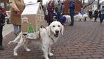 Ragam Kostum Anjing yang Bikin Gemas di Parade AS