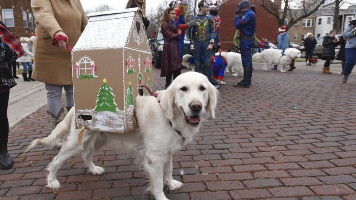 Warga Michigan mengikuti parade yang digelar jelang Natal. Sejumlah anjing pun ikut serta dalam parade itu dengan mengenakan berbagai kostum yang menggemaskan.