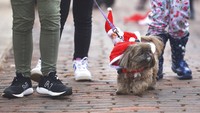 Ada pula anjing yang mengenakan kostum menyerupai Sinterklas. Tak ketinggalan, ornamen Sinterklas pun tampak menghiasi kostum tersebut.