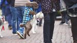 Ragam Kostum Anjing yang Bikin Gemas di Parade AS