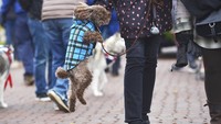 Parade yang digelar menjelang Natal ini tak hanya diikuti oleh manusia. Sejumlah anjing pun ikut tampil mengenakan kostum menggemaskan. 