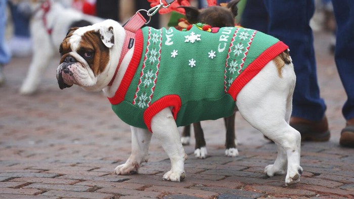 Warga Michigan mengikuti parade yang digelar jelang Natal. Sejumlah anjing pun ikut serta dalam parade itu dengan mengenakan berbagai kostum yang menggemaskan.
