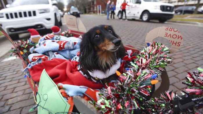 Warga Michigan mengikuti parade yang digelar jelang Natal. Sejumlah anjing pun ikut serta dalam parade itu dengan mengenakan berbagai kostum yang menggemaskan.